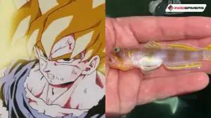 Kamehameha! Spesies Ikan Baru Ini Resmi Dinamai Super Saiyan Karena Sisiknya Emas(FOTO: Crunchyroll)