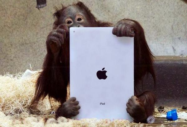 Layaknya Manusia, Orangutan Pun Bisa Bermain iPad!
