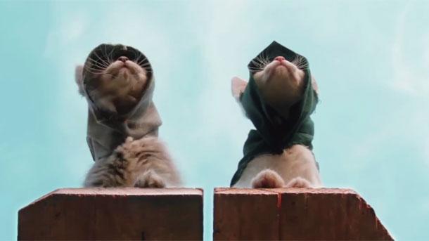 Lucunya Kucing-Kucing Kecil Ini Berperan Menjadi Assassin di Live Action `Assassin Kitten Unity`