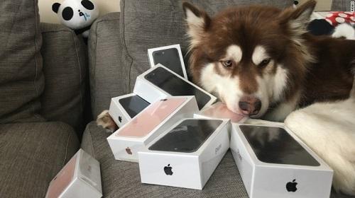 Terlanjur Kaya, Pria Ini Belikan Delapan iPhone 7 Untuk Anjingnya!