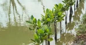 Ilustrasi - regenerasi hutan mangrove